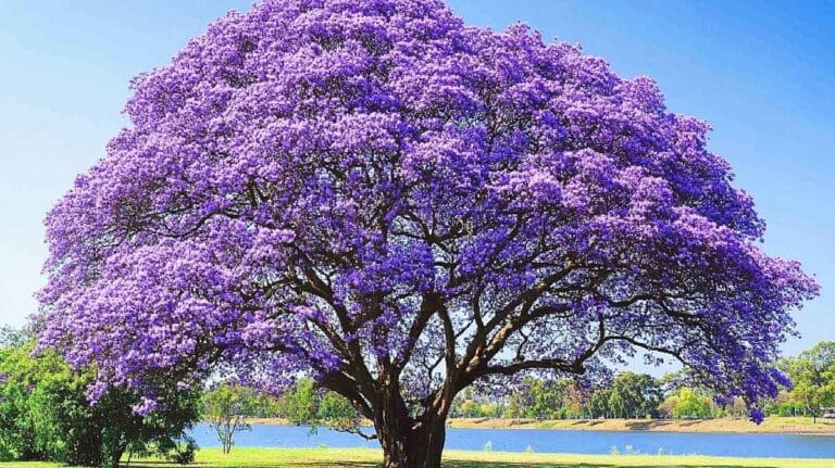 paulownia arbre