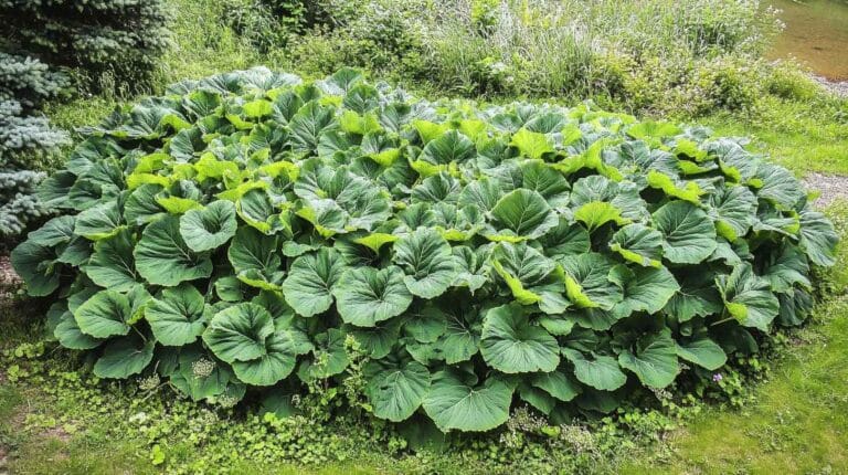 petasite
