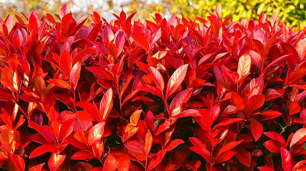 photinia