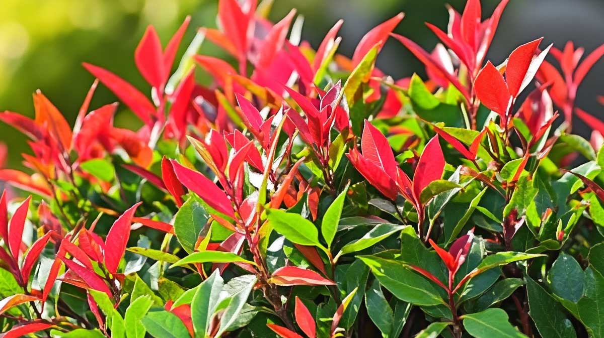 photinia