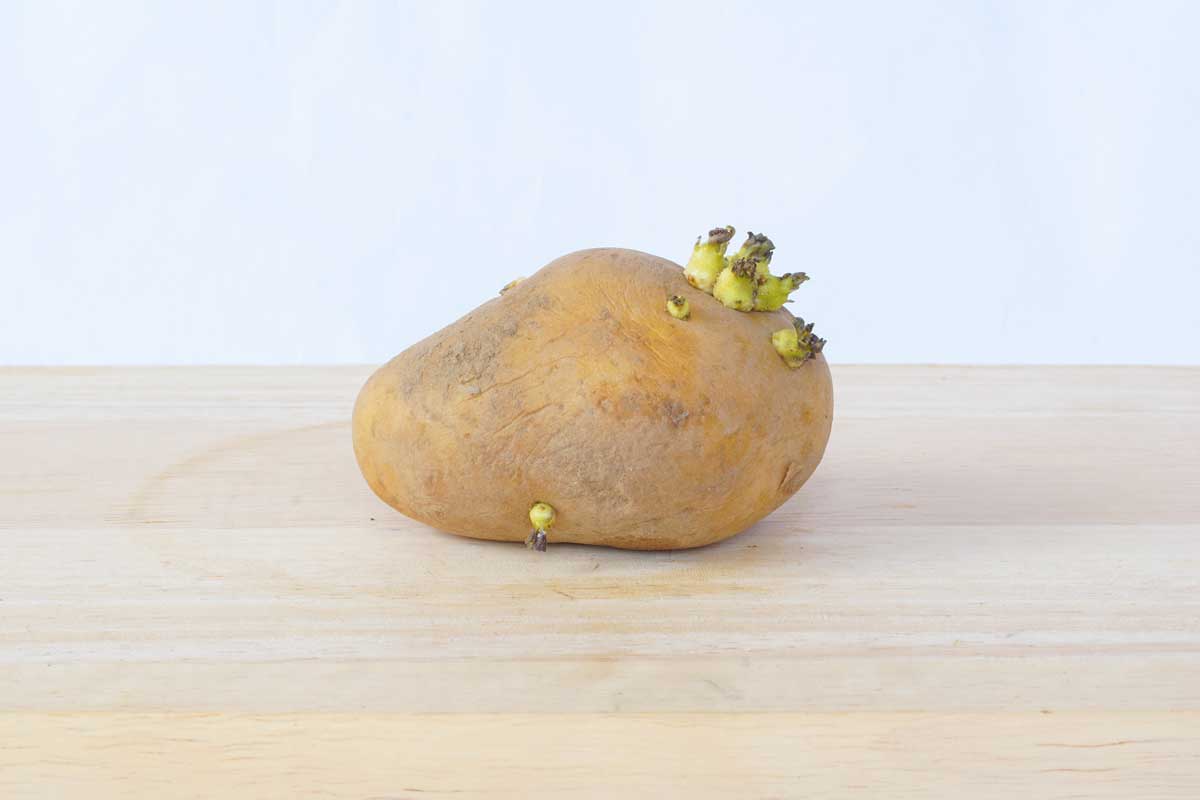 pomme de terre germee