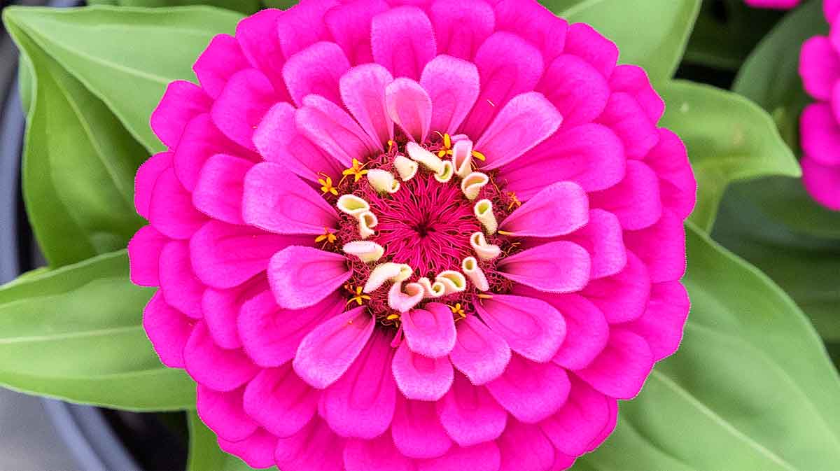 zinnia