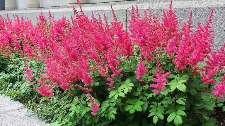 astilbe vision
