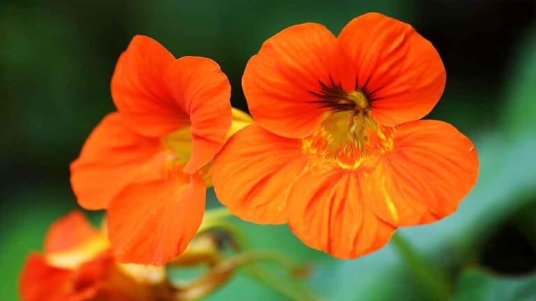 capucines rouge orangé