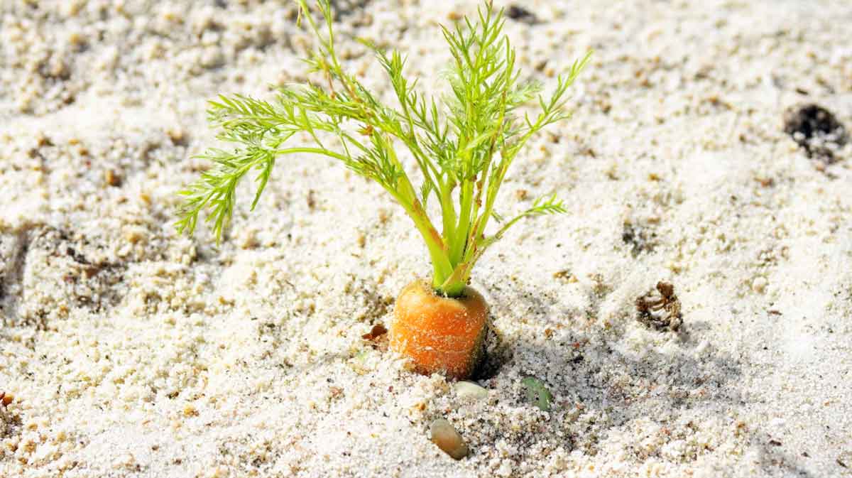 carotte sable