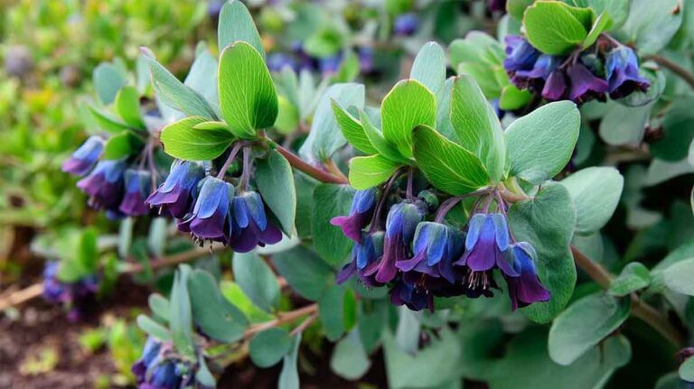 cerinthe