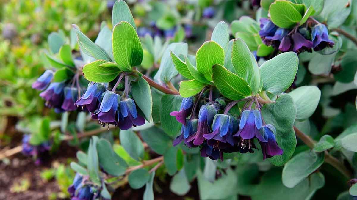 cerinthe