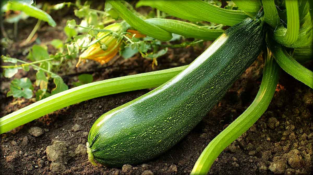 courgette