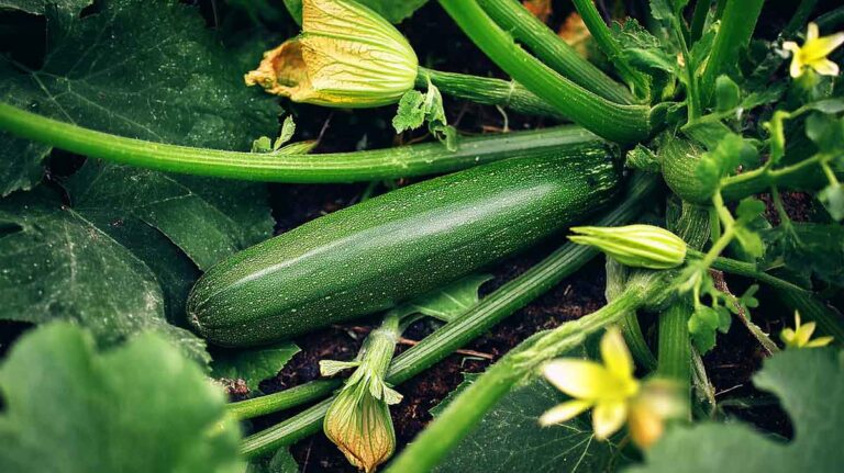 courgette