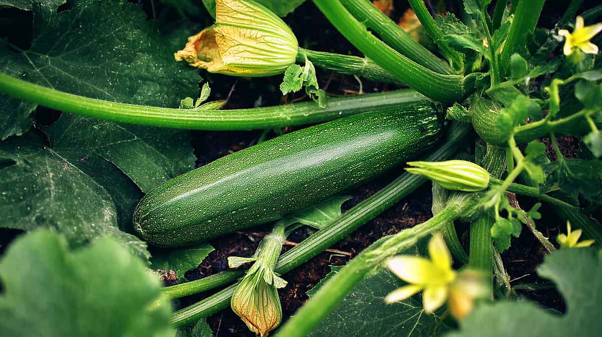 courgette