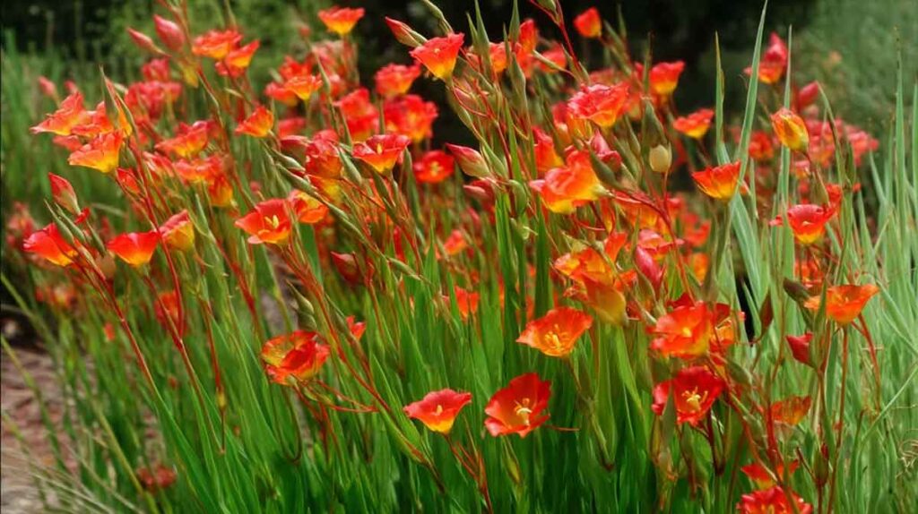 crocosmia