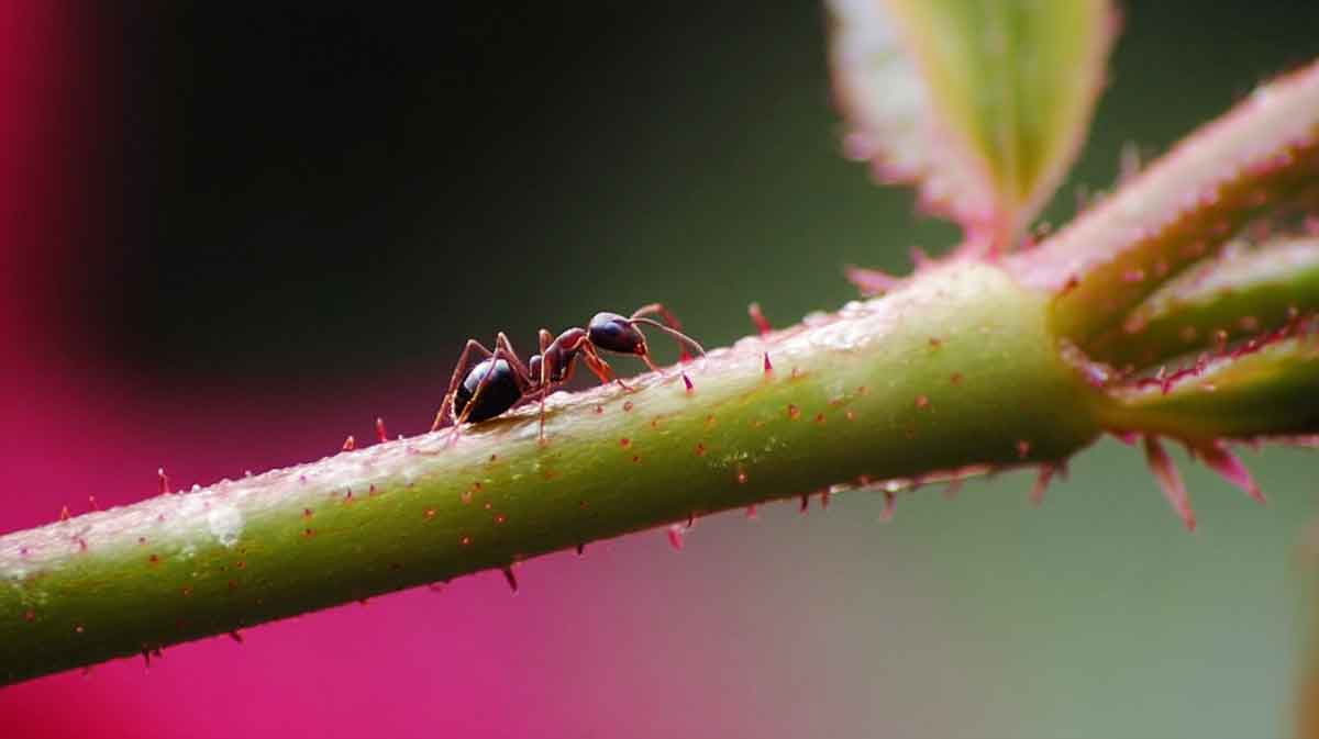 fourmi sur rosier