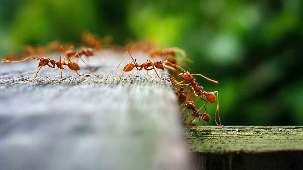 fourmis terrasse