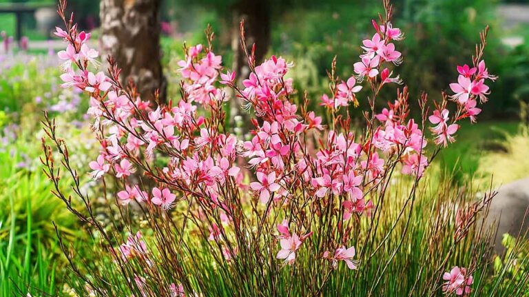 gaura