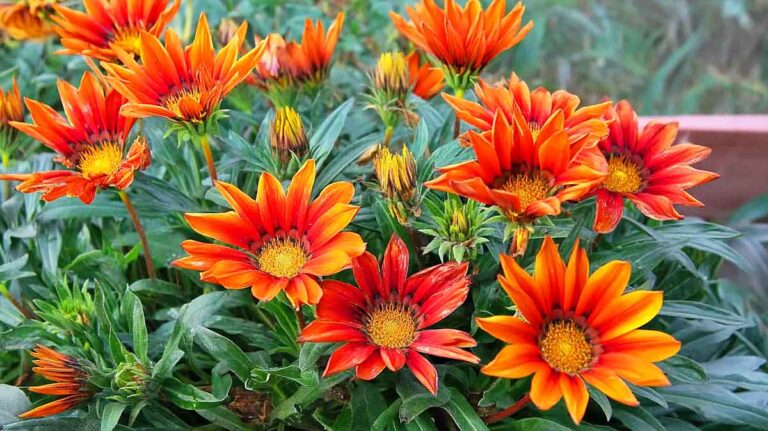 gazania