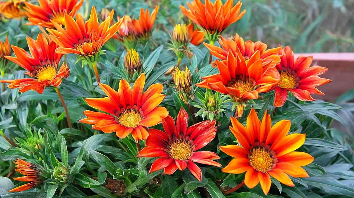 gazania