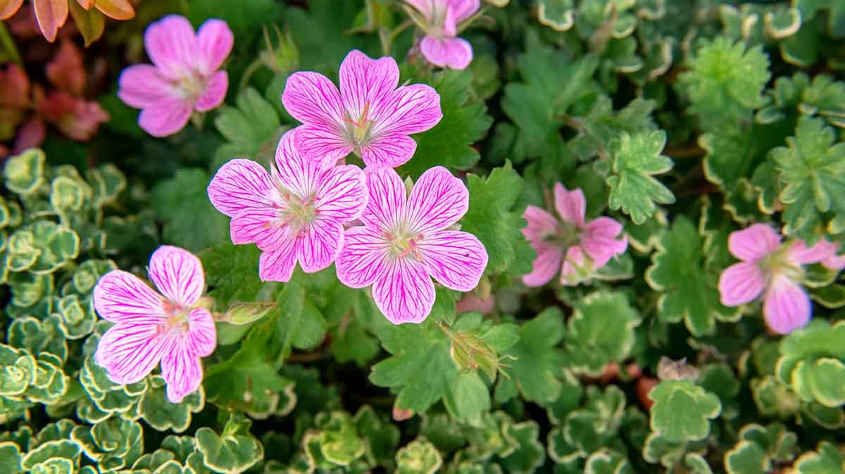 geranium vivace