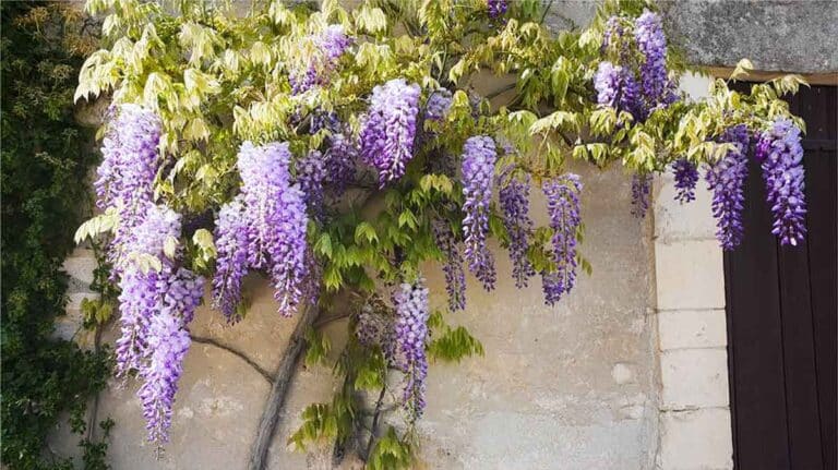 glycine