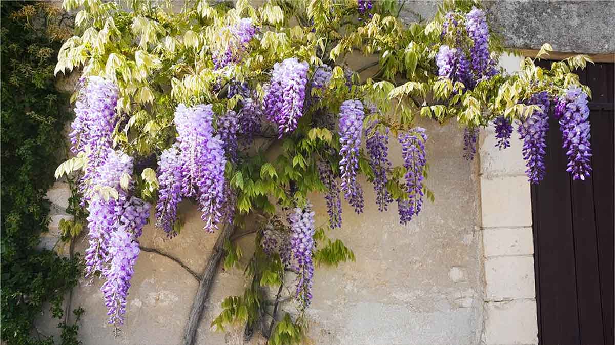 glycine