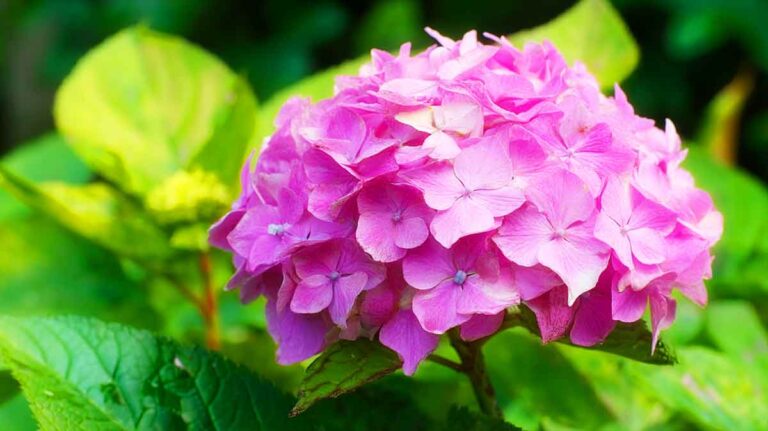 hortensia fleuri