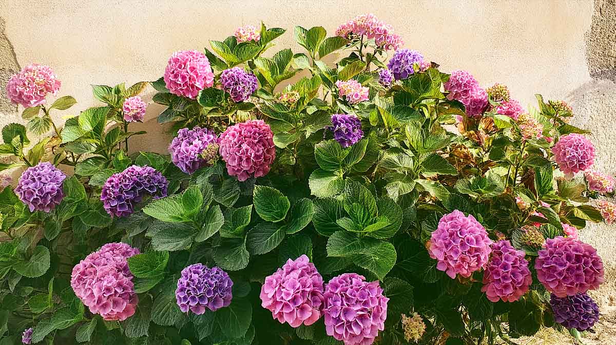 hortensia rose