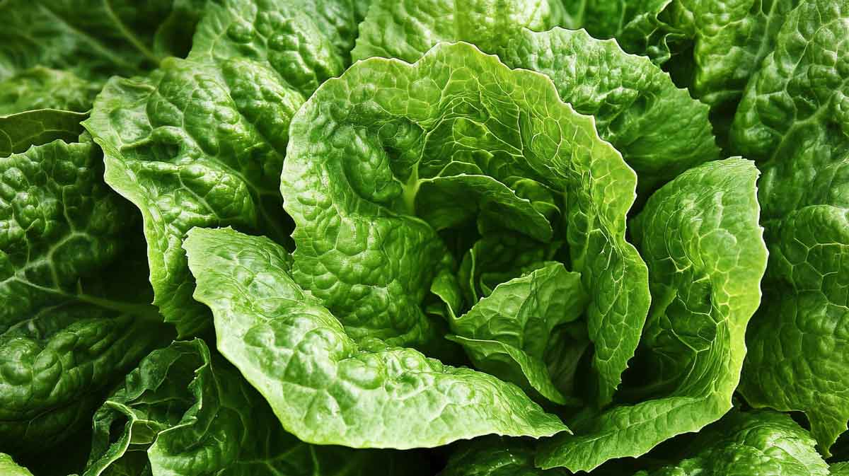 laitue