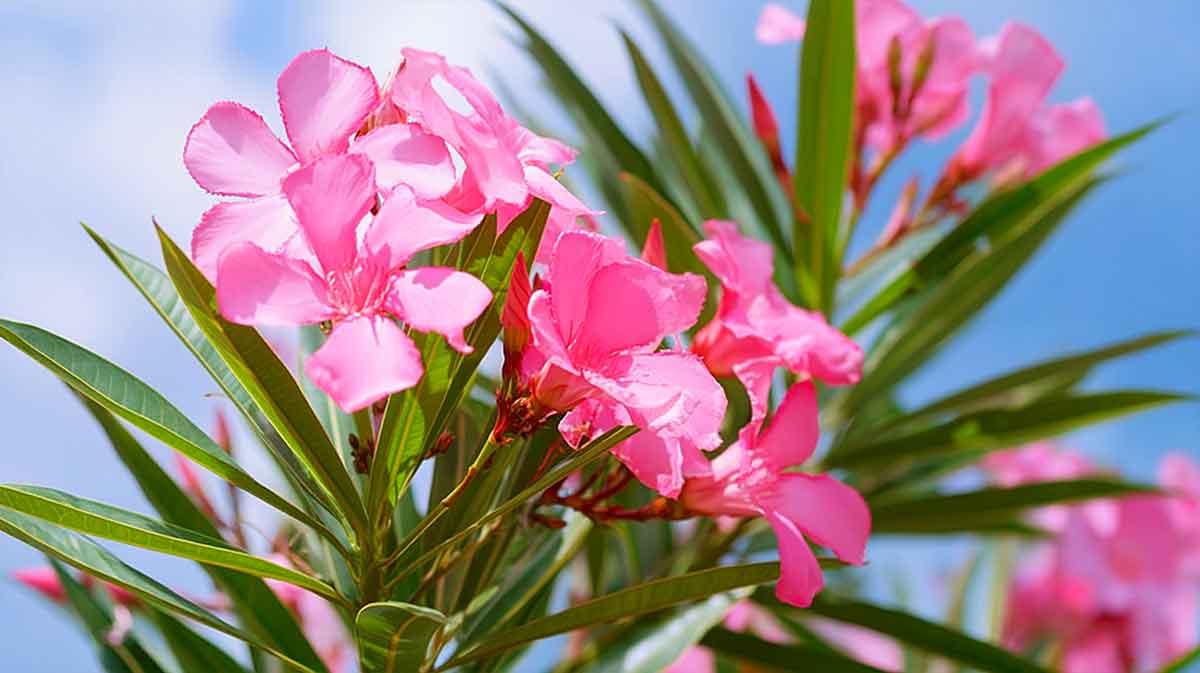 laurier rose en fleur