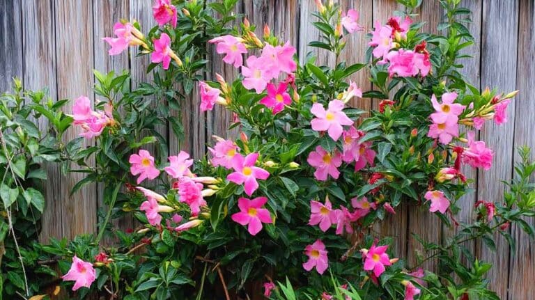 mandevilla