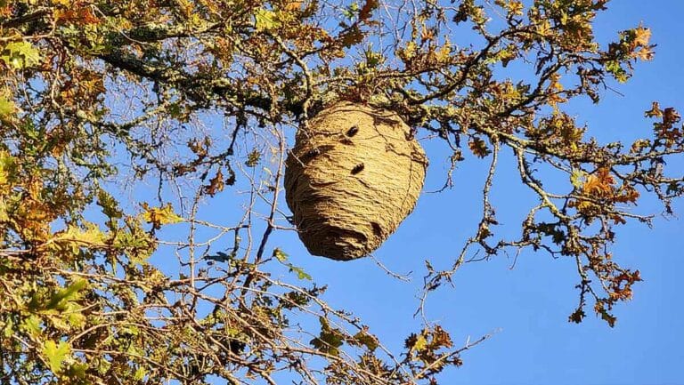 nid frelon astiatique