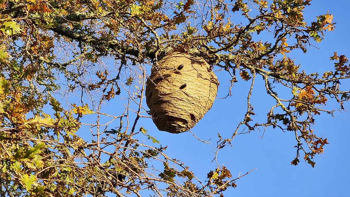 nid frelon astiatique