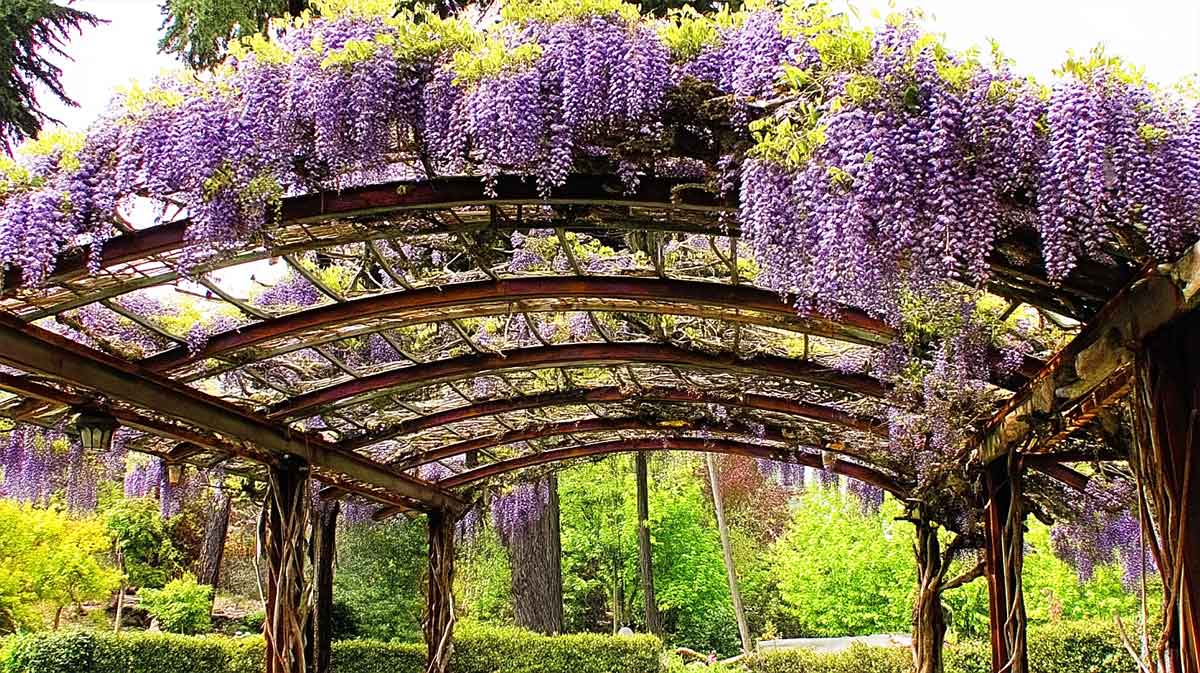 pergola plantes