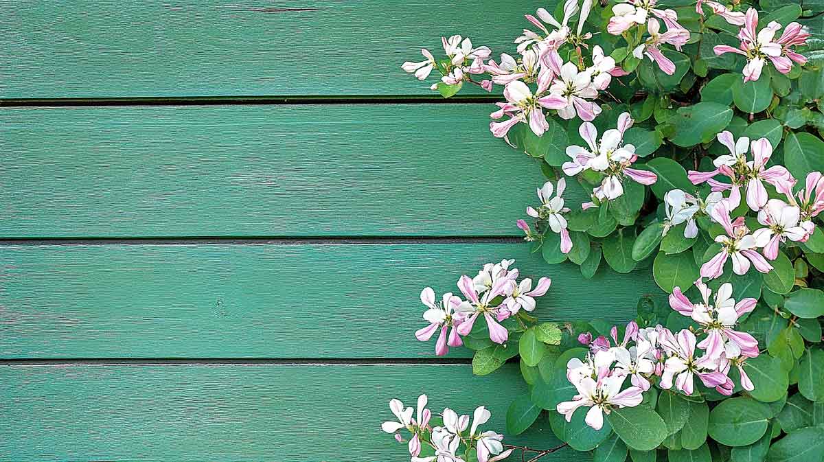 plantes grimpantes facade