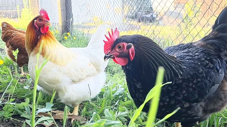 poules dans poulailler