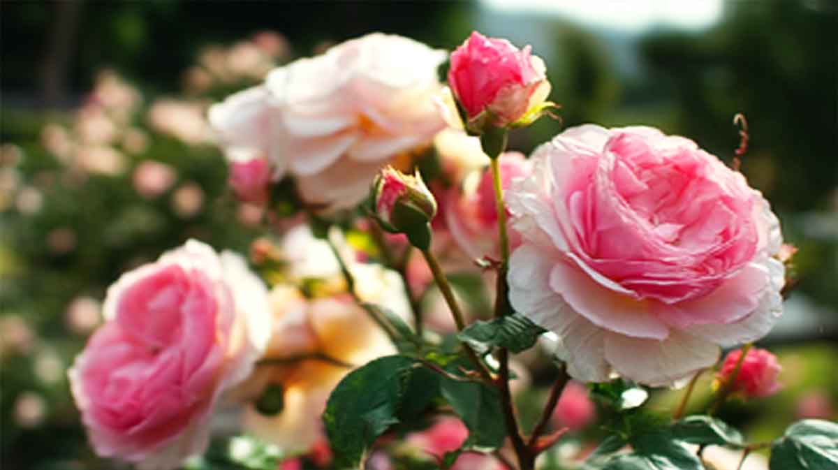 rosier en plein santé