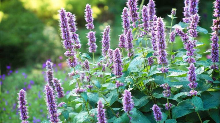 agastache