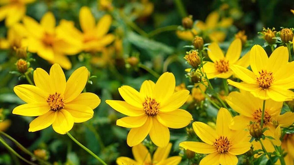 bidens