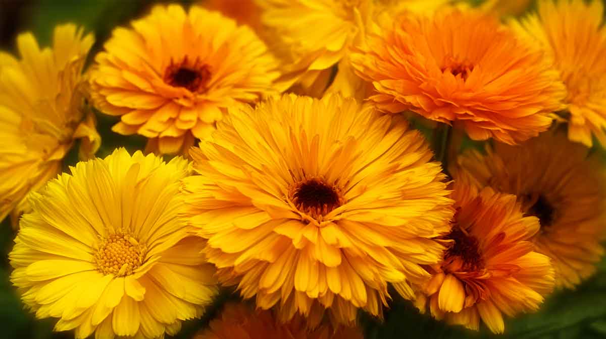 calendula