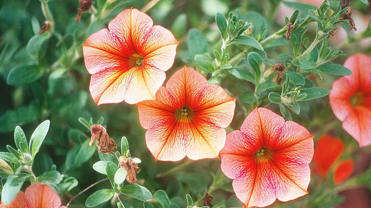 calibrachoa