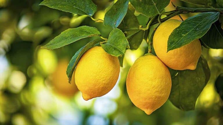 citronnier traitement