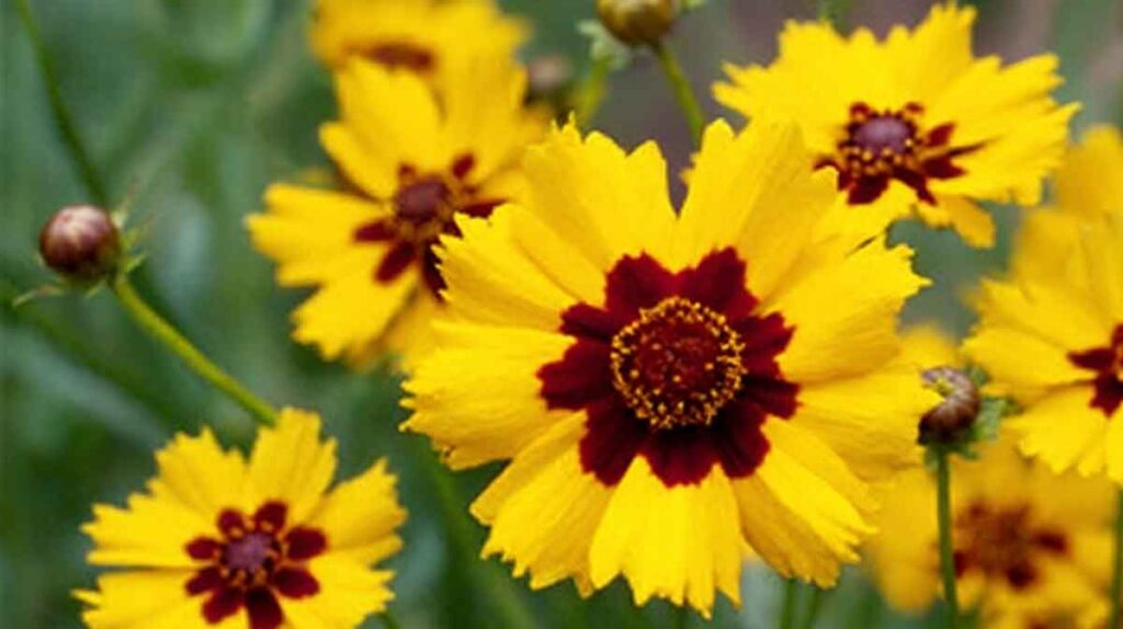 coreopsis