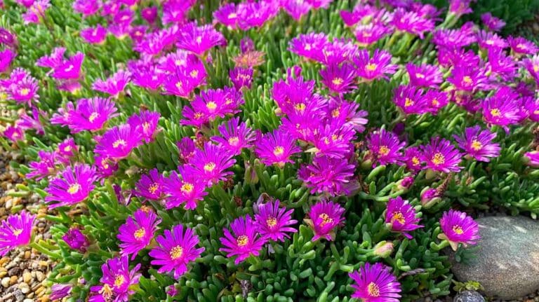 delosperma