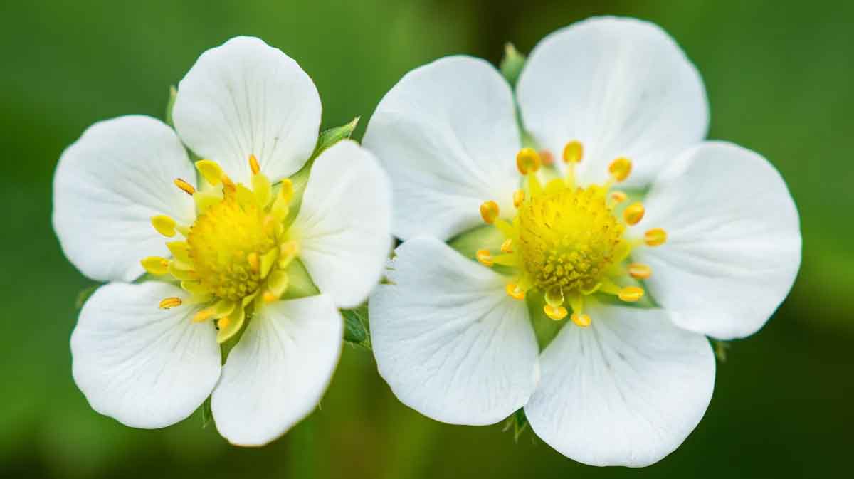 fleurs de fraisier