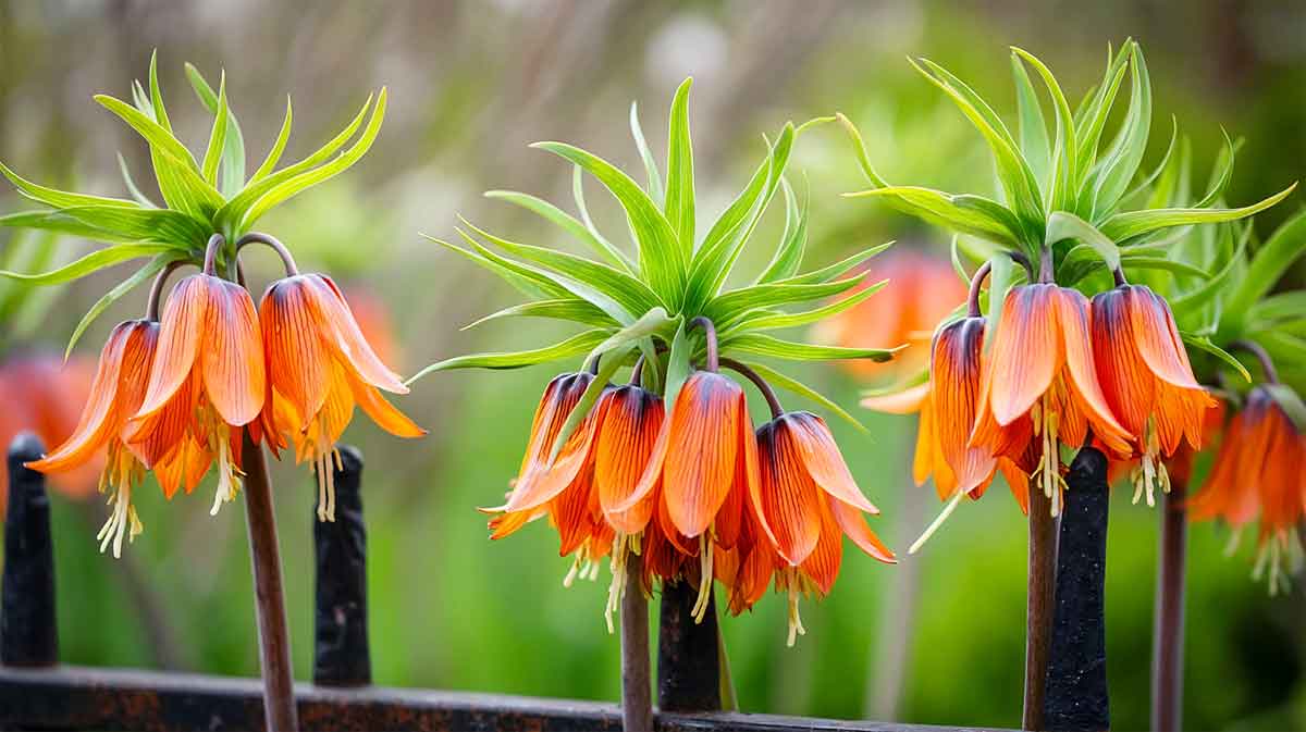 fritillaire imperiale
