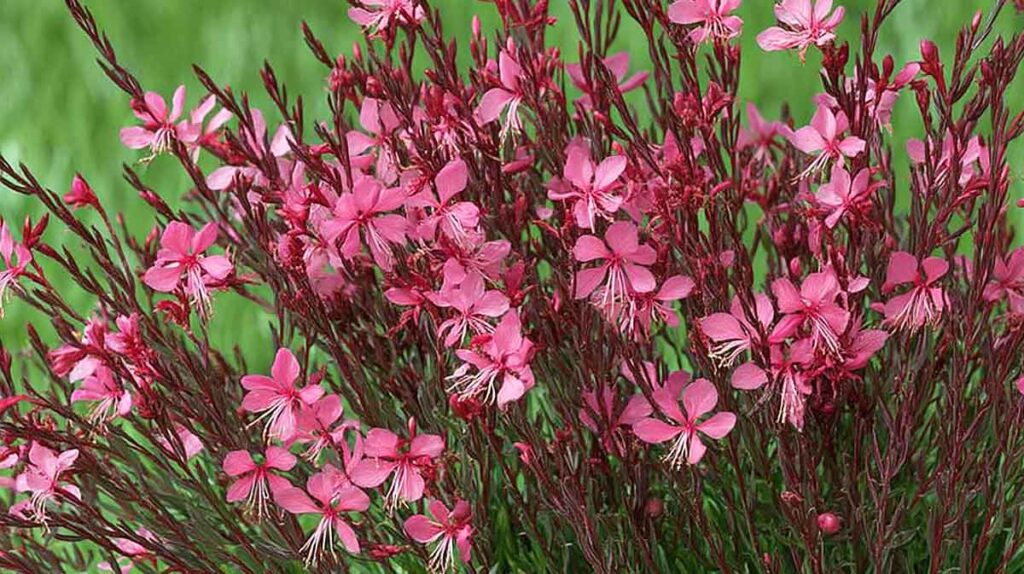 gaura