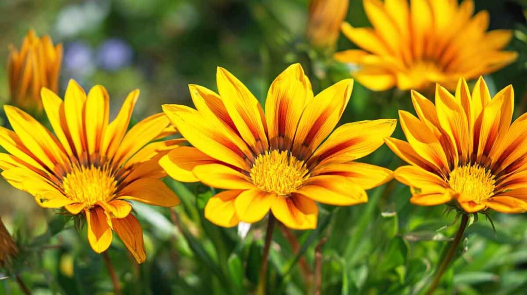 gazania