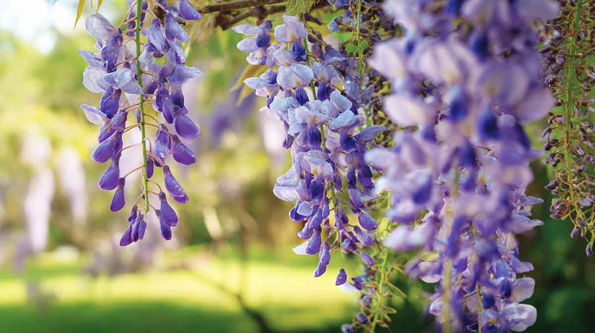 glycine