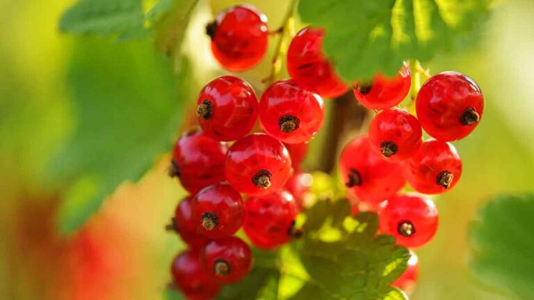 groseilles