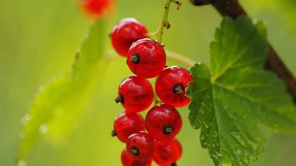 groseilles arbre