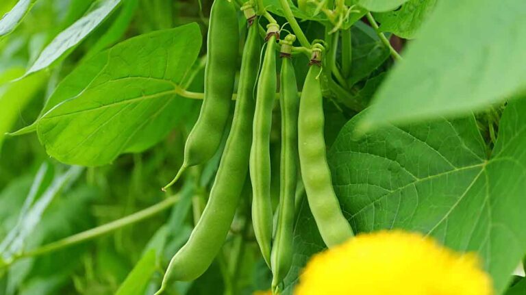 haricots verts