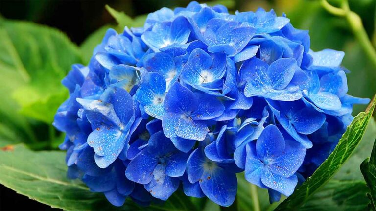 hortensia bleu